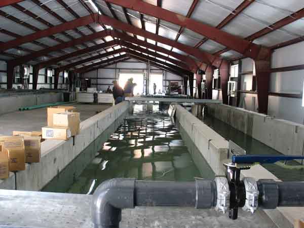 Big Springs hatchery building and raceways